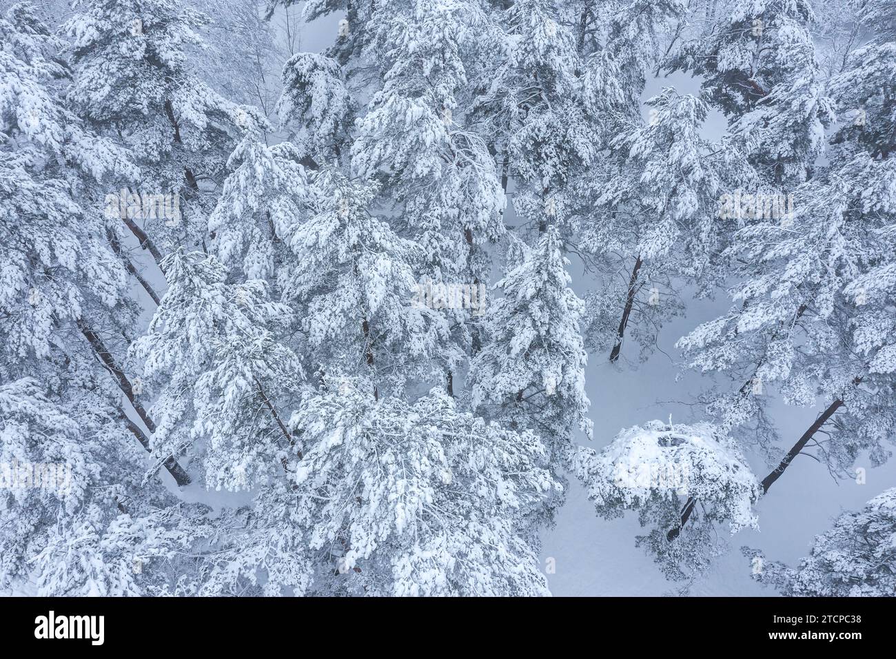 foresta invernale ricoperta di neve. un paesaggio incantato. fotografia con droni. Foto Stock