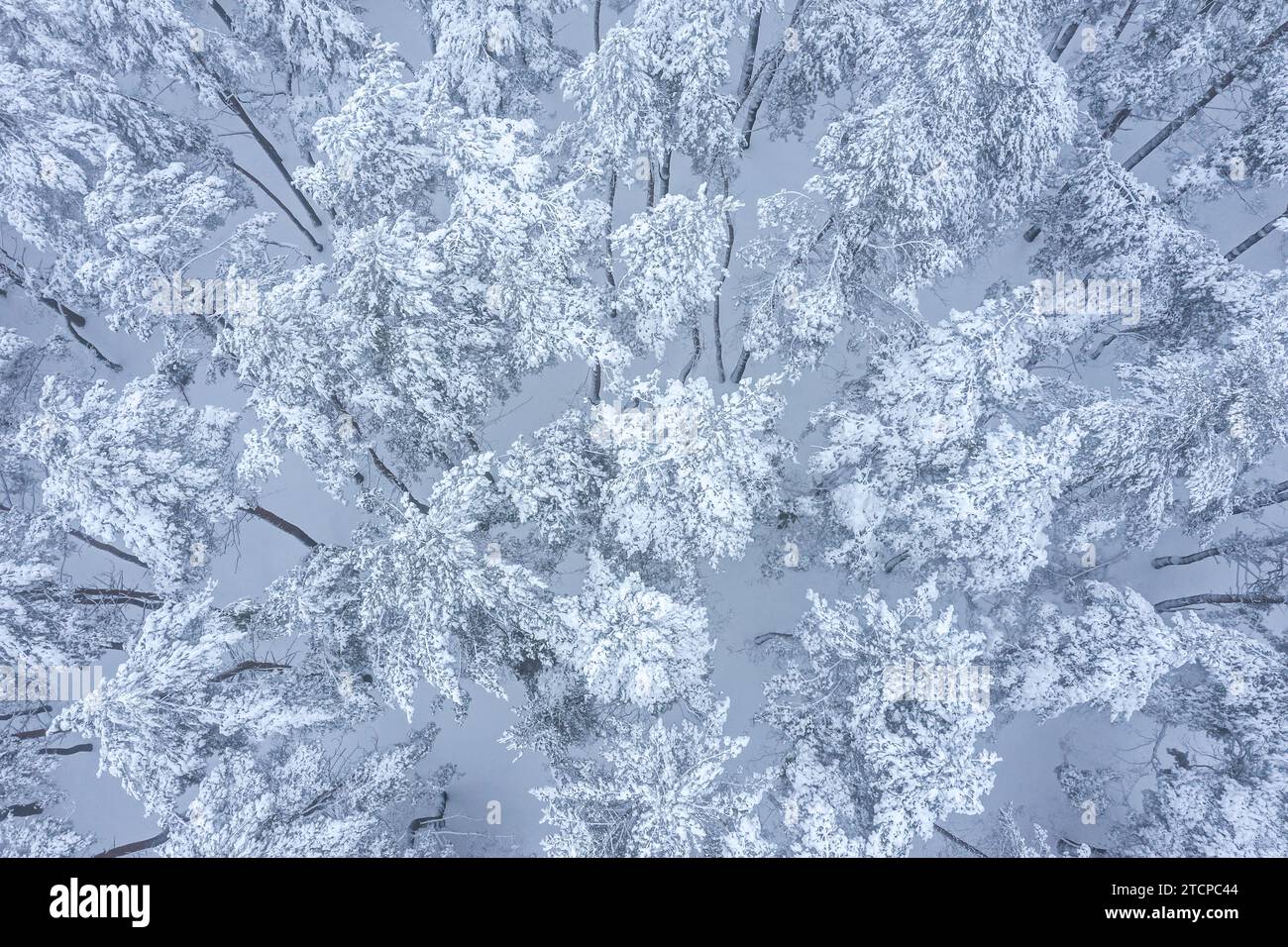 pineta innevata. paesaggio forestale invernale. vista dall'alto dell'antenna. Foto Stock