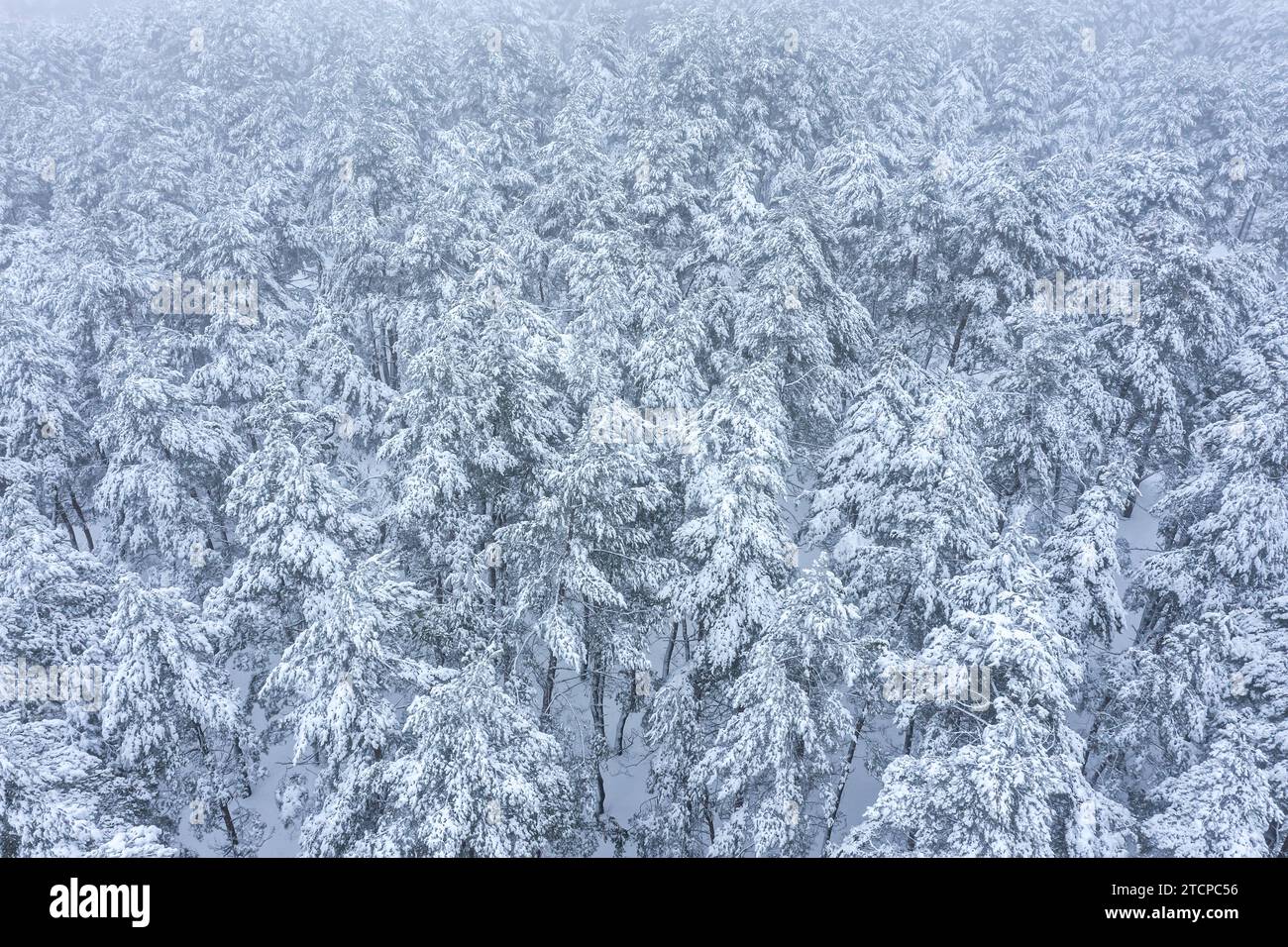 foresta invernale ricoperta di neve. foto aerea con drone in un giorno nebbioso. Foto Stock