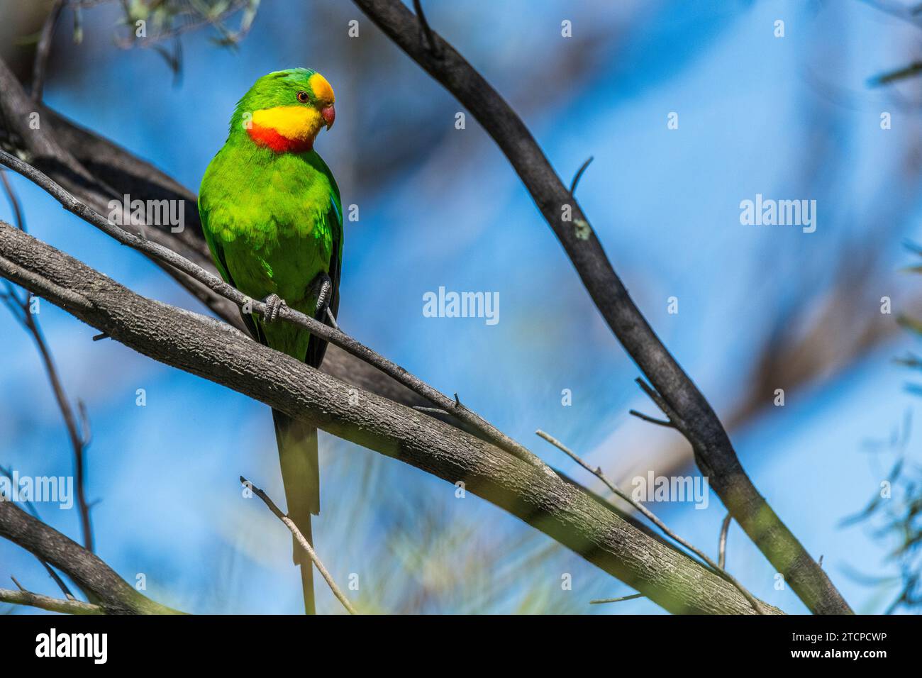 Maschili Barraband Parrot (Polytelis swainsonii): Una spruzzata di colore Foto Stock