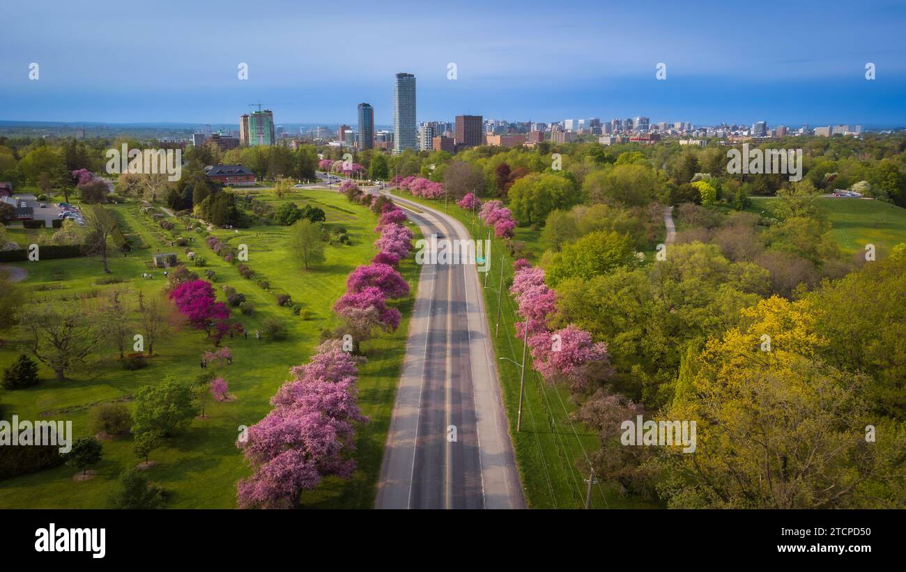 Fiori di ciliegio rosa presso la fattoria sperimentale lungo la strada, Ottawa, Ontario, Canada Foto Stock