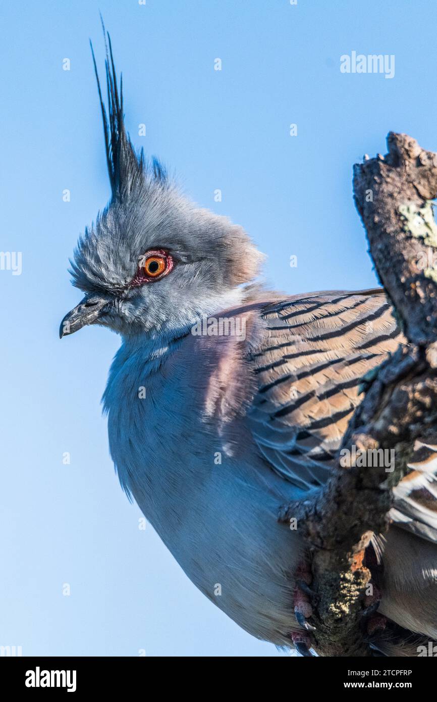 Ritratto del piccione crestato (Ocyphaps lophotes) Foto Stock