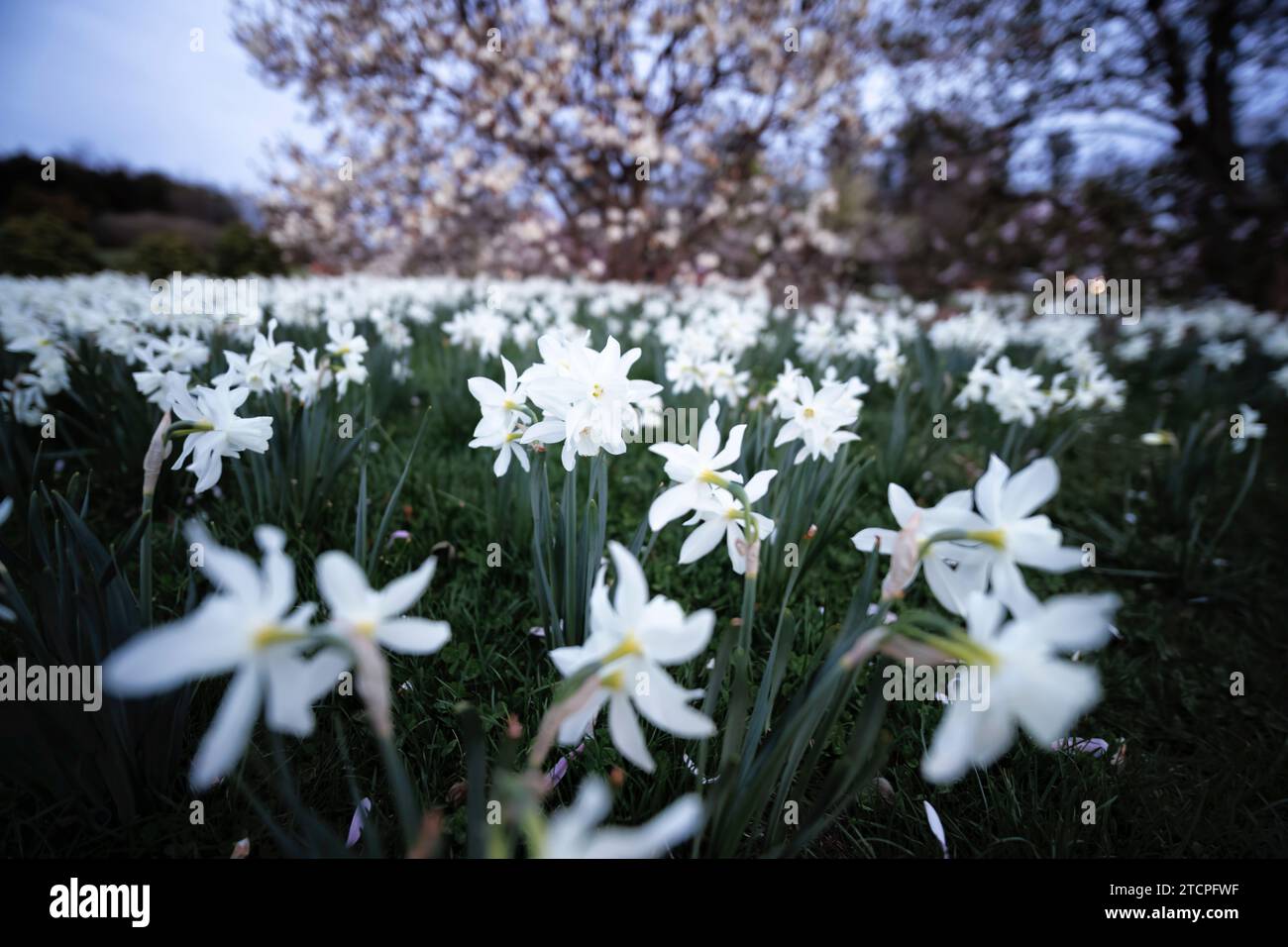 Vista ad angolo ridotto dei fiori di narciso bianco in un giardino durante la fioritura primaverile, New Jersey, USA Foto Stock