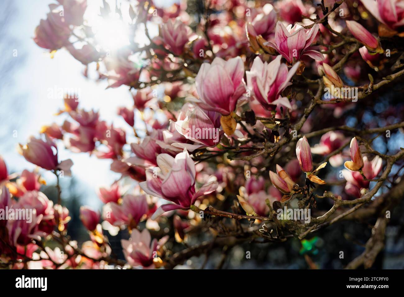 Fioritura dell'albero di Magnolia alla luce del sole primaverile Foto Stock