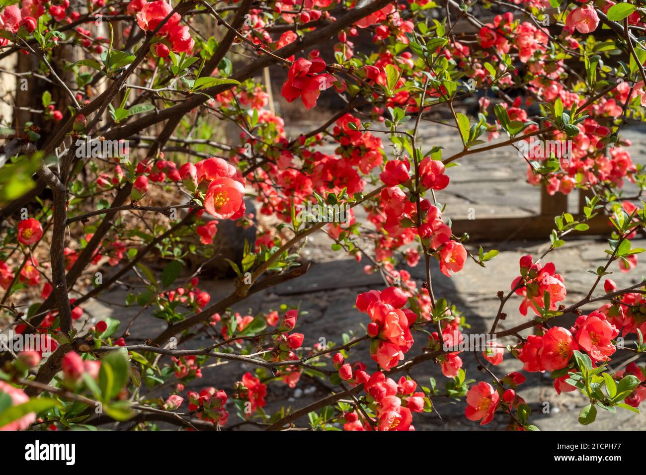Cespuglio di fiori di begonia in primavera. Foto Stock