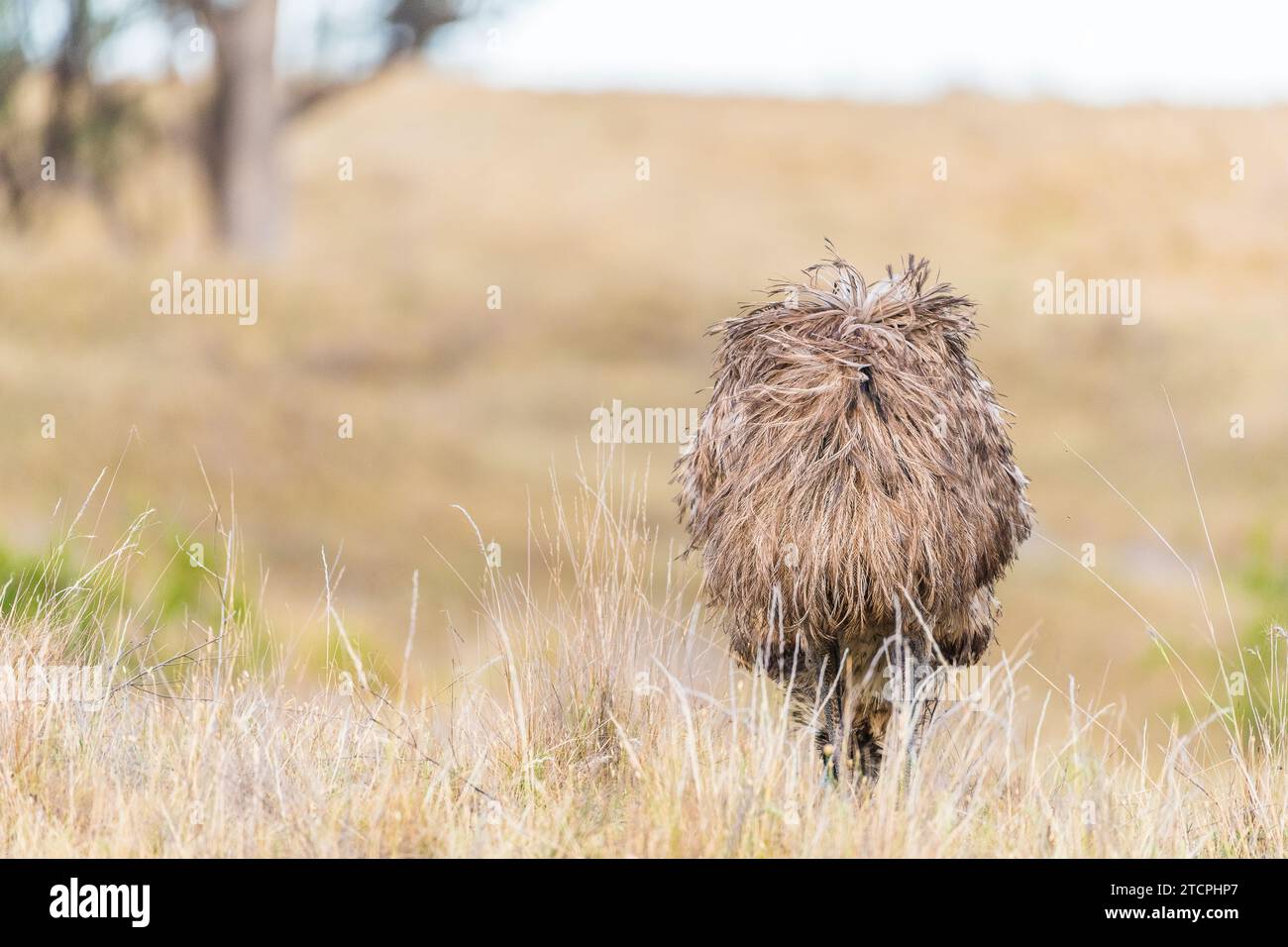 L'Emu selvatica (Dromaius novaehollandiae), schiena, si fonde con il paesaggio nel pascolo del nuovo Galles del Sud Foto Stock