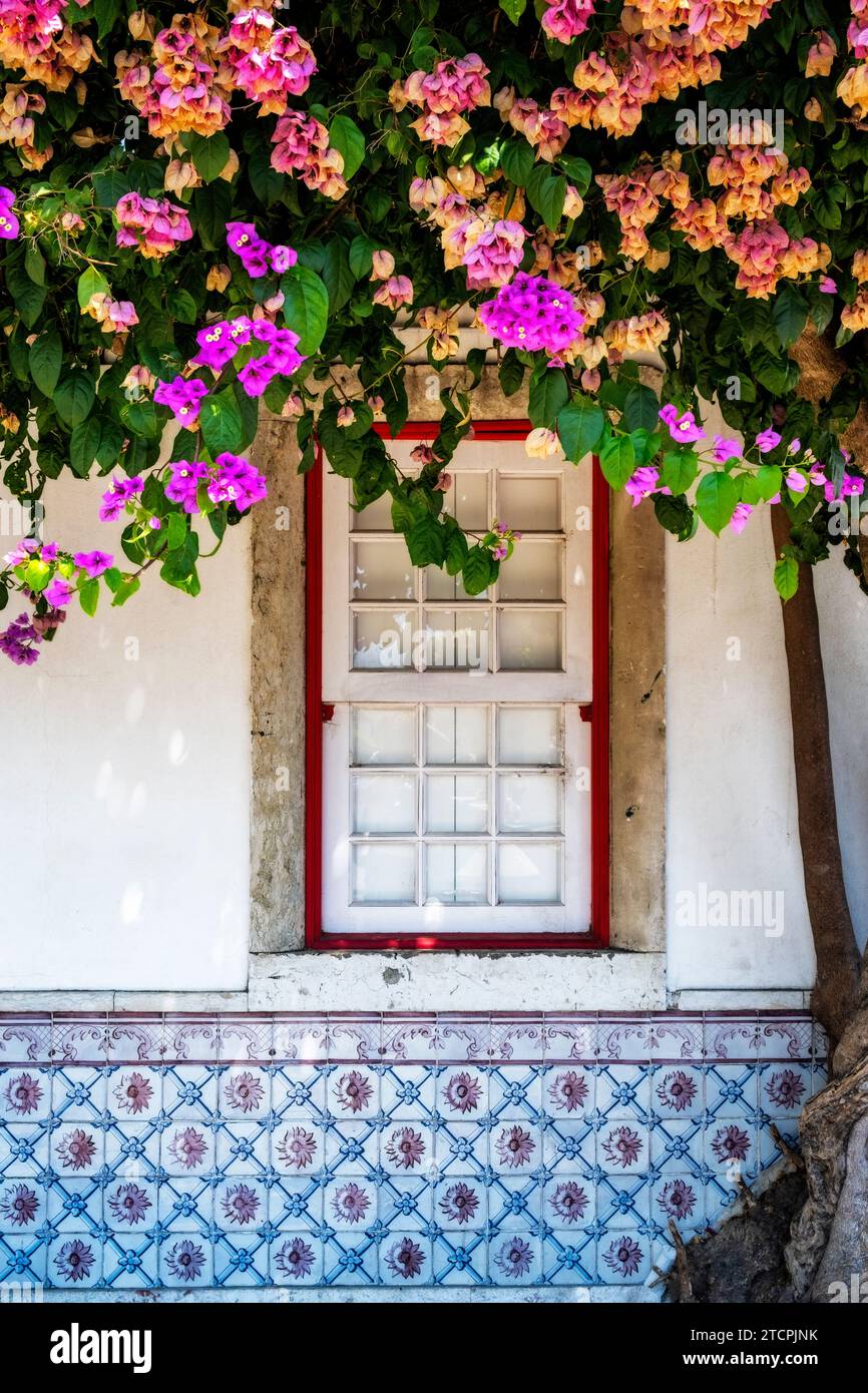 Finestra nella città vecchia di Lisbona con Azulejos e albero in fiore, Portogallo Foto Stock