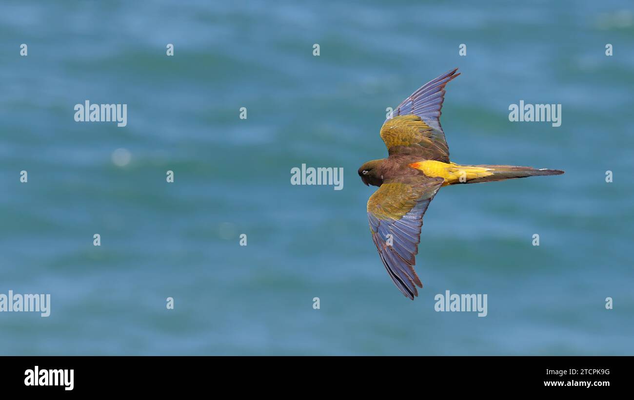 Un pappagallo che vola sul mare Foto Stock