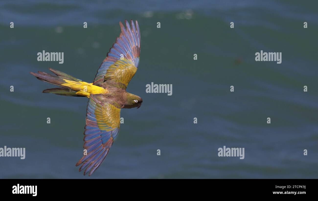 Un pappagallo in volo sul mare Foto Stock