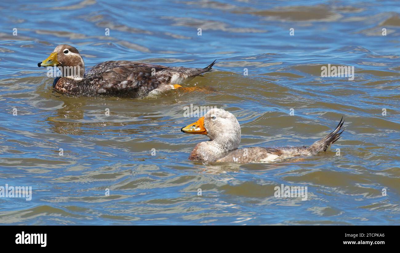 Un paio di anatre a vapore Chubut, uccelli endemici senza volo dell'Argentina Foto Stock