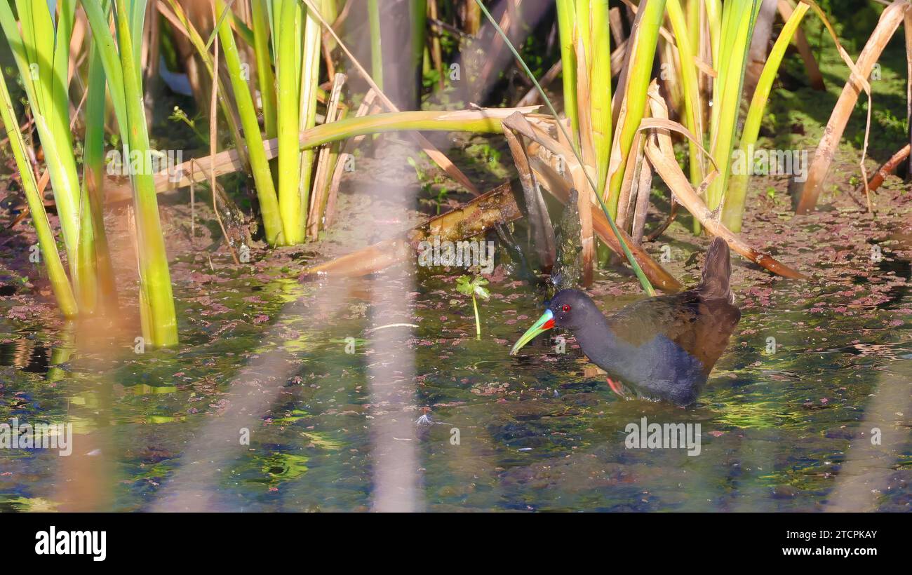 Il binario Plumbeous esce dalle canne Foto Stock