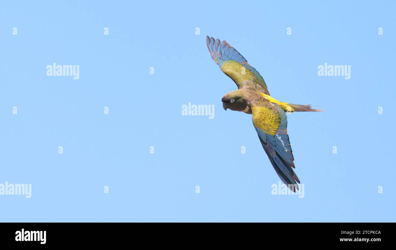 Un pappagallo che erutta in volo Foto Stock