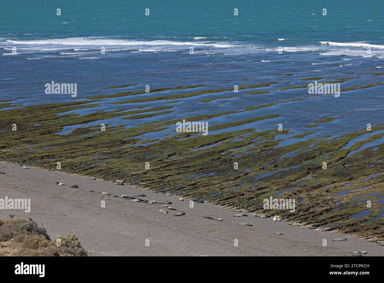 Costa della penisola di Valds con le foche degli elefanti riposano Foto Stock