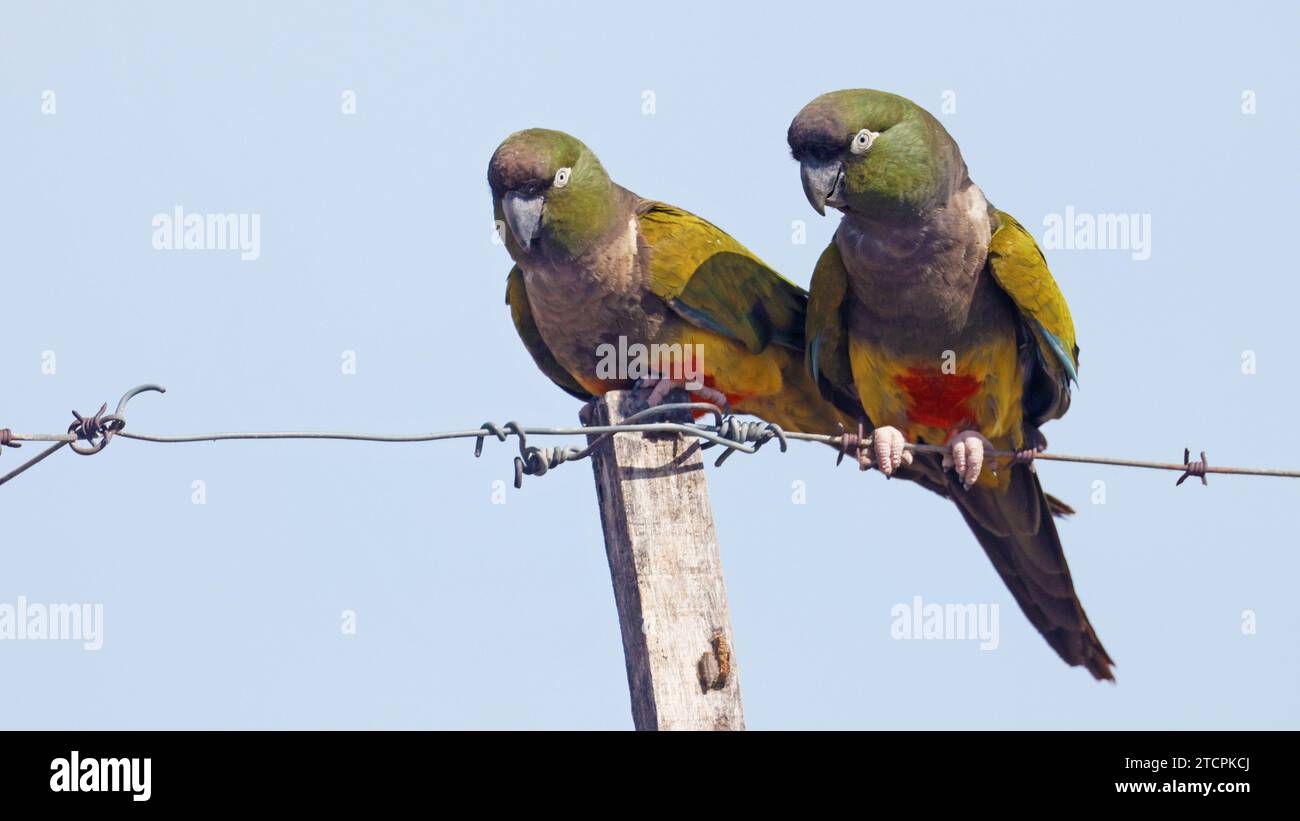 Due pappagalli scavati su una recinzione Foto Stock