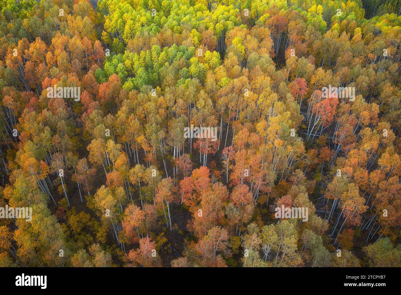 Vista aerea degli alberi decidui nelle tonalità autunnali, sullo sfondo di un cielo blu vibrante Foto Stock