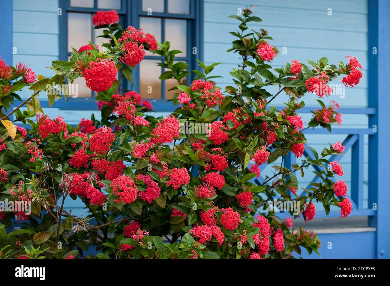 Fiore di croce maltese, geranio della giungla (ixora coccinea), fiore, pianta, pianta medicinale, rosso, fioritura, fioritura, contrasto, complementare, Australia Foto Stock