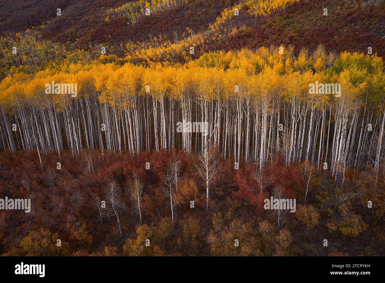 Uno splendido paesaggio paesaggistico di una foresta con un vivace fogliame autunnale, caratterizzato da arance, verdi e gialli Foto Stock