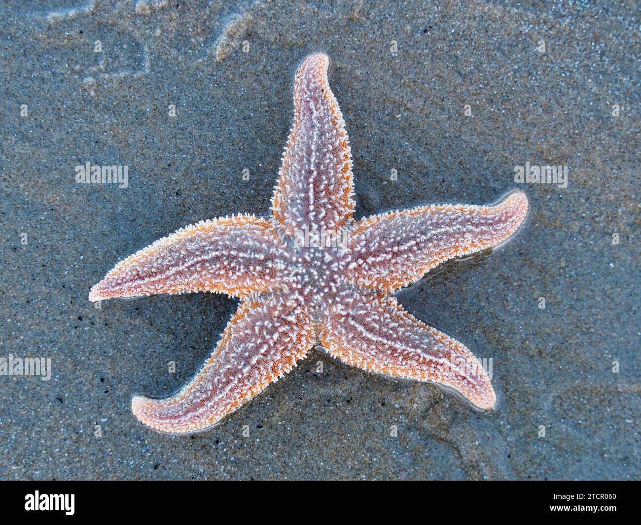 Stelle marine (Asteroidea) sulla spiaggia, Mare del Nord, Zandvoort, Paesi Bassi Foto Stock