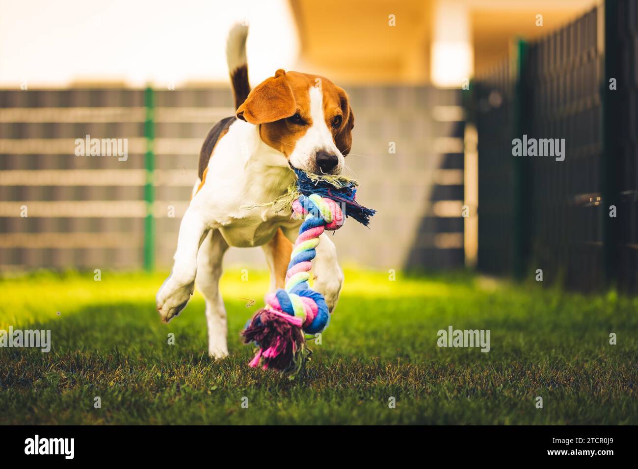 Il cane Beagle corre in giardino verso la macchina fotografica con un giocattolo di corda. Cane soleggiato che prende un giocattolo. Copia spazio Foto Stock