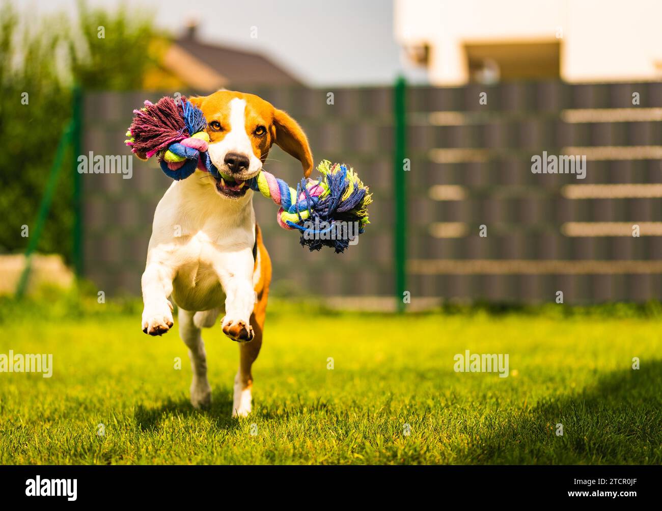 Il cane Beagle corre in giardino verso la macchina fotografica con un giocattolo di corda. Cane soleggiato che prende un giocattolo. Copia spazio Foto Stock