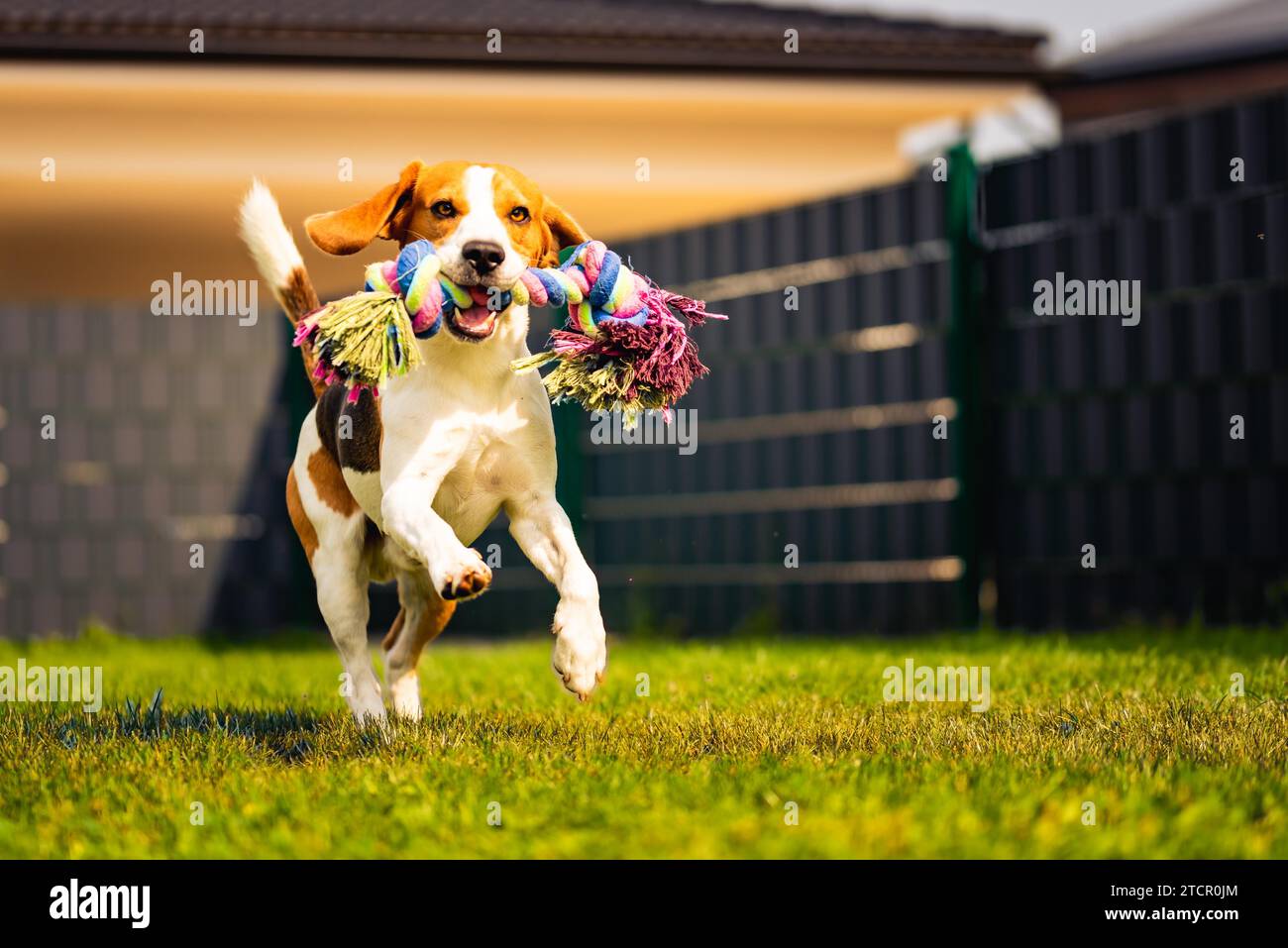 Il cane Beagle corre in giardino verso la macchina fotografica con un giocattolo di corda. Cane soleggiato che prende un giocattolo. Copia spazio Foto Stock