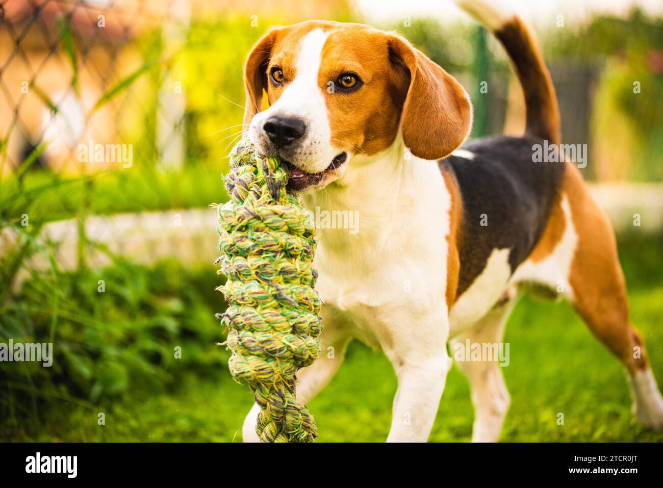 Il cane Beagle corre in giardino verso la macchina fotografica con un giocattolo di corda. Cane soleggiato che prende un giocattolo. Copia spazio Foto Stock