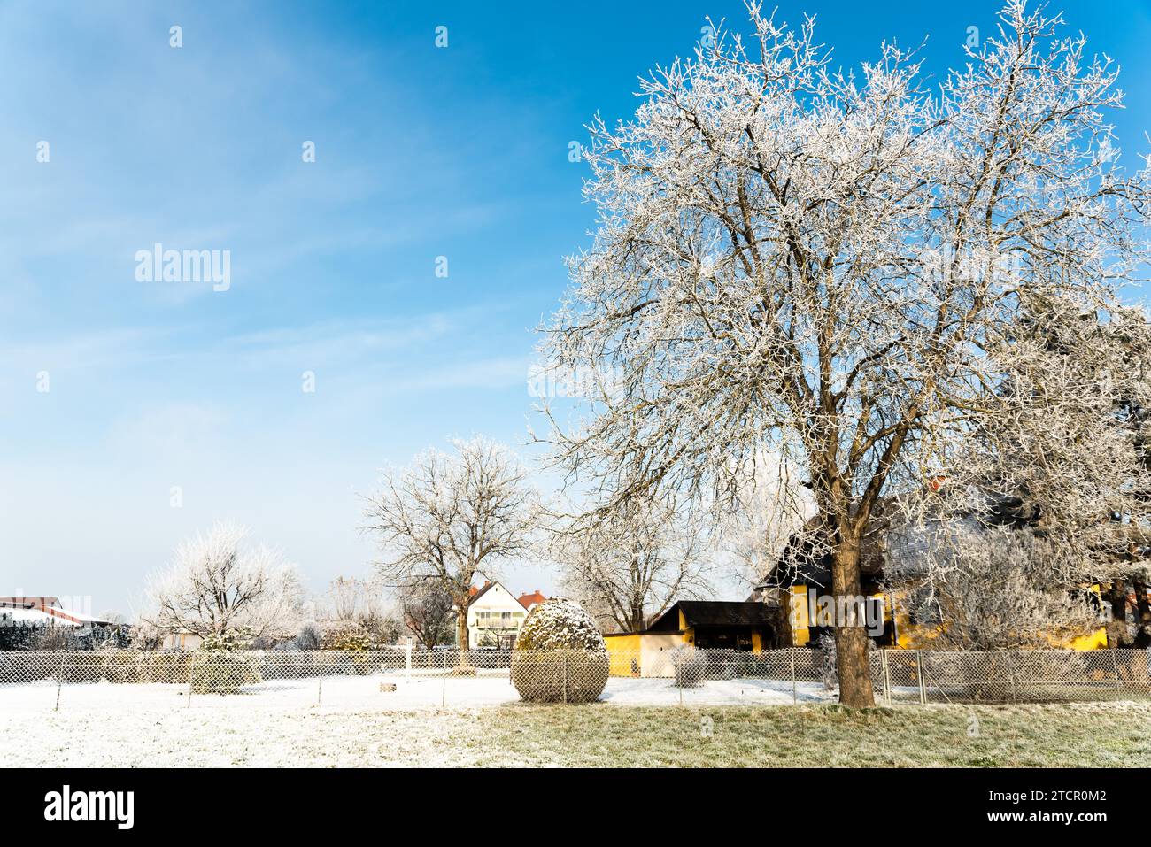 Frost White sui rami di alberi sul cielo azzurro sfondo in inverno. Struttura congelati Foto Stock