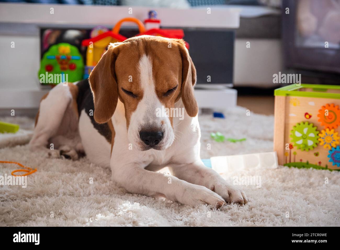 Beagle cane stanco dorme tra i giocattoli per bambini su un pavimento. Sfondo a tema cane Foto Stock