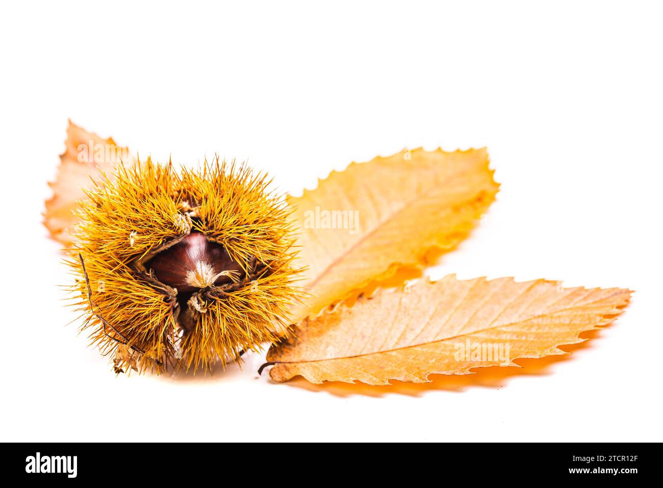 Castagno maturo con foglie autunnali da vicino su sfondo bianco. Castagne crude per Natale autunnale. Castagne in Austria Foto Stock