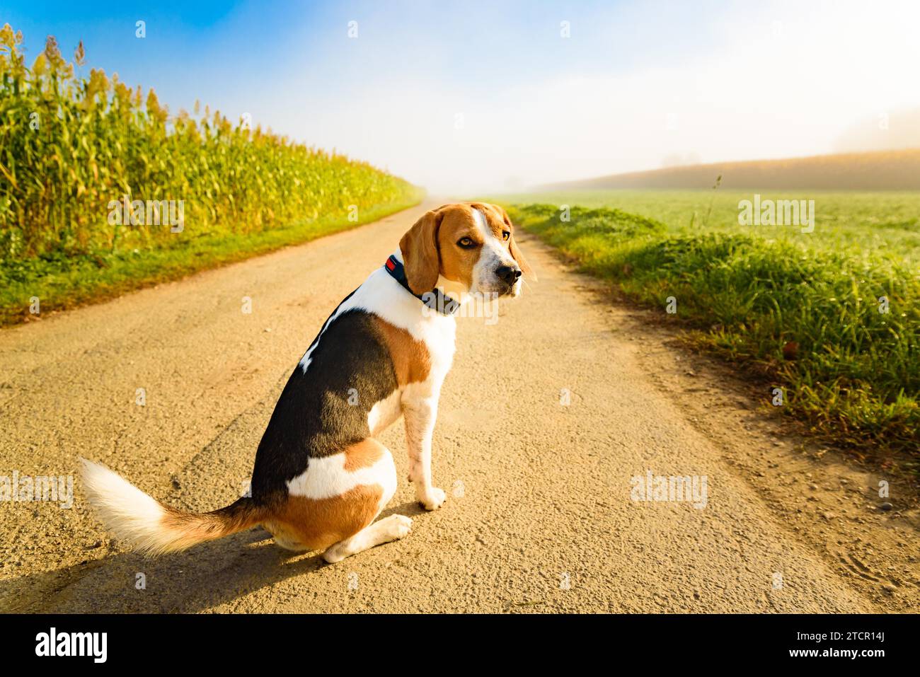 Cane purebreed beagle all aperto in natura su una strada asfaltata rurale a foresta tra campi. Sunny giorno colorato alba campagna Foto stock Alamy