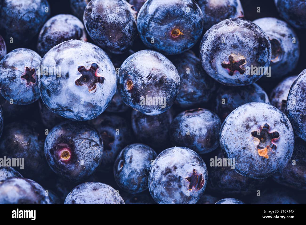 La superficie è ricoperta da uno spesso strato di mirtilli. Sfondo naturale. Mirtillo di palude (Vaccinium uliginosum), mirtillo di palude, cibo antiossidante Foto Stock