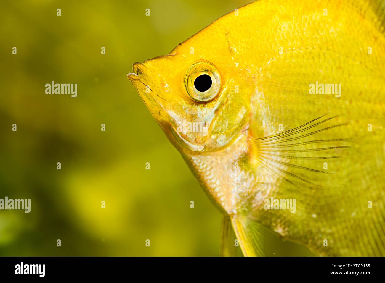 Gold Pterophyllum Scalare in acqua aqarium, pesce angelo giallo. primo piano dettagliato. Contesto Foto Stock