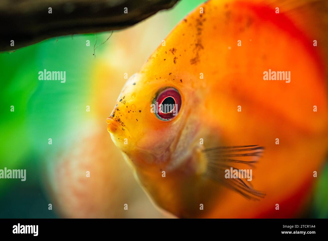 Ritratto di un pesce disco tropicale rosso arancio (Symphysodon) in un acquario. Sfondo di messa a fuoco selettiva Foto Stock