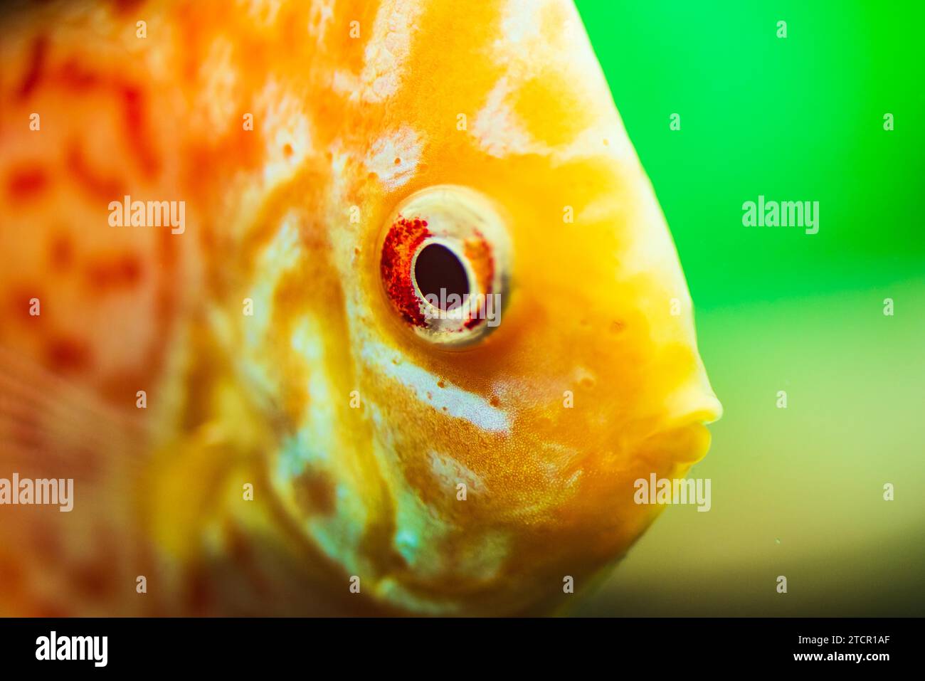 Pesci colorati delle spieci discus (Symphysodon) in acquario. Primo piano, messa a fuoco selettiva Foto Stock