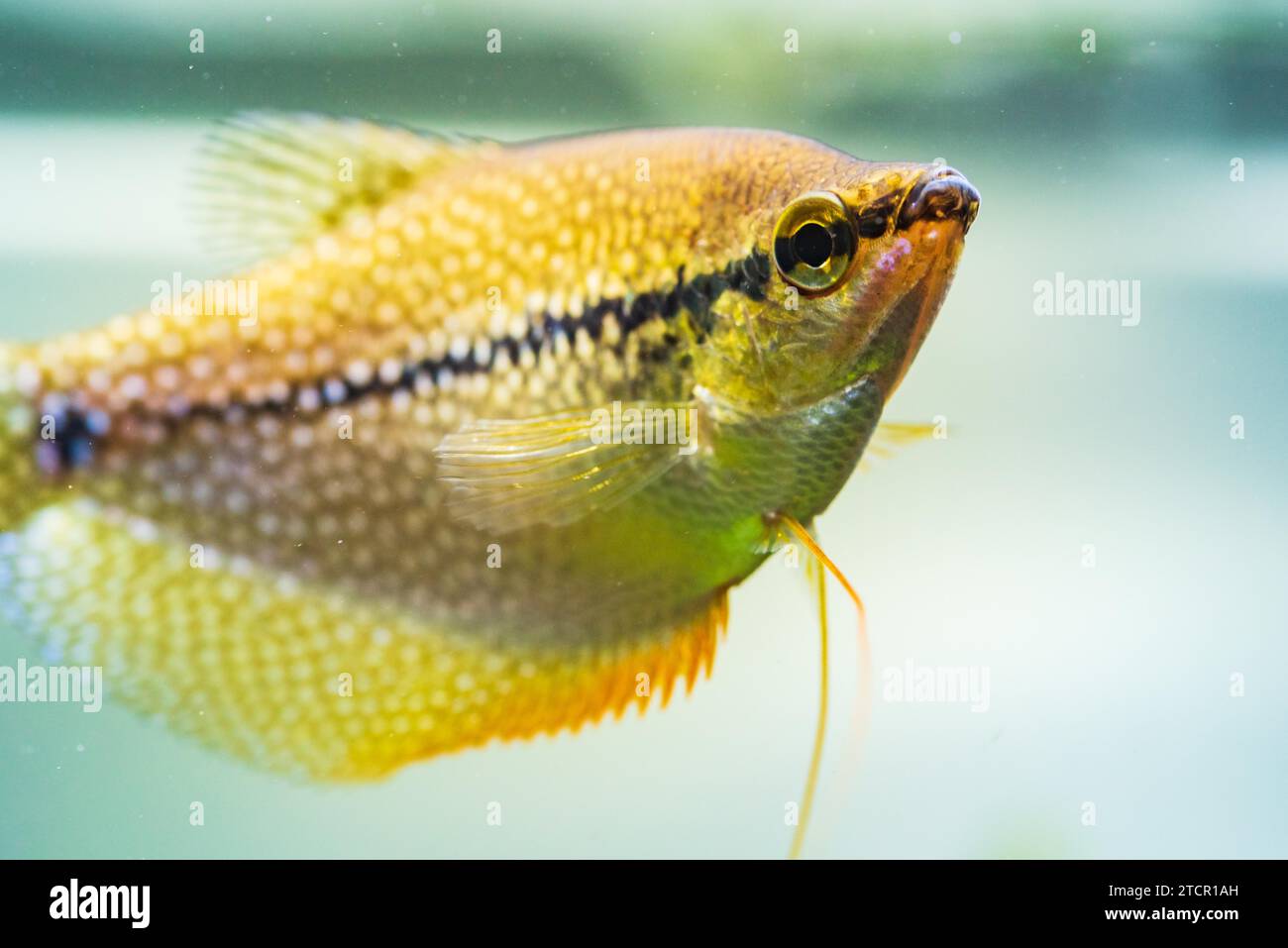 Perla gourami (Trichopodus leerii) pesci d'acquario d'acqua dolce in acquario. Concetto Aquaria. Messa a fuoco selettiva Foto Stock