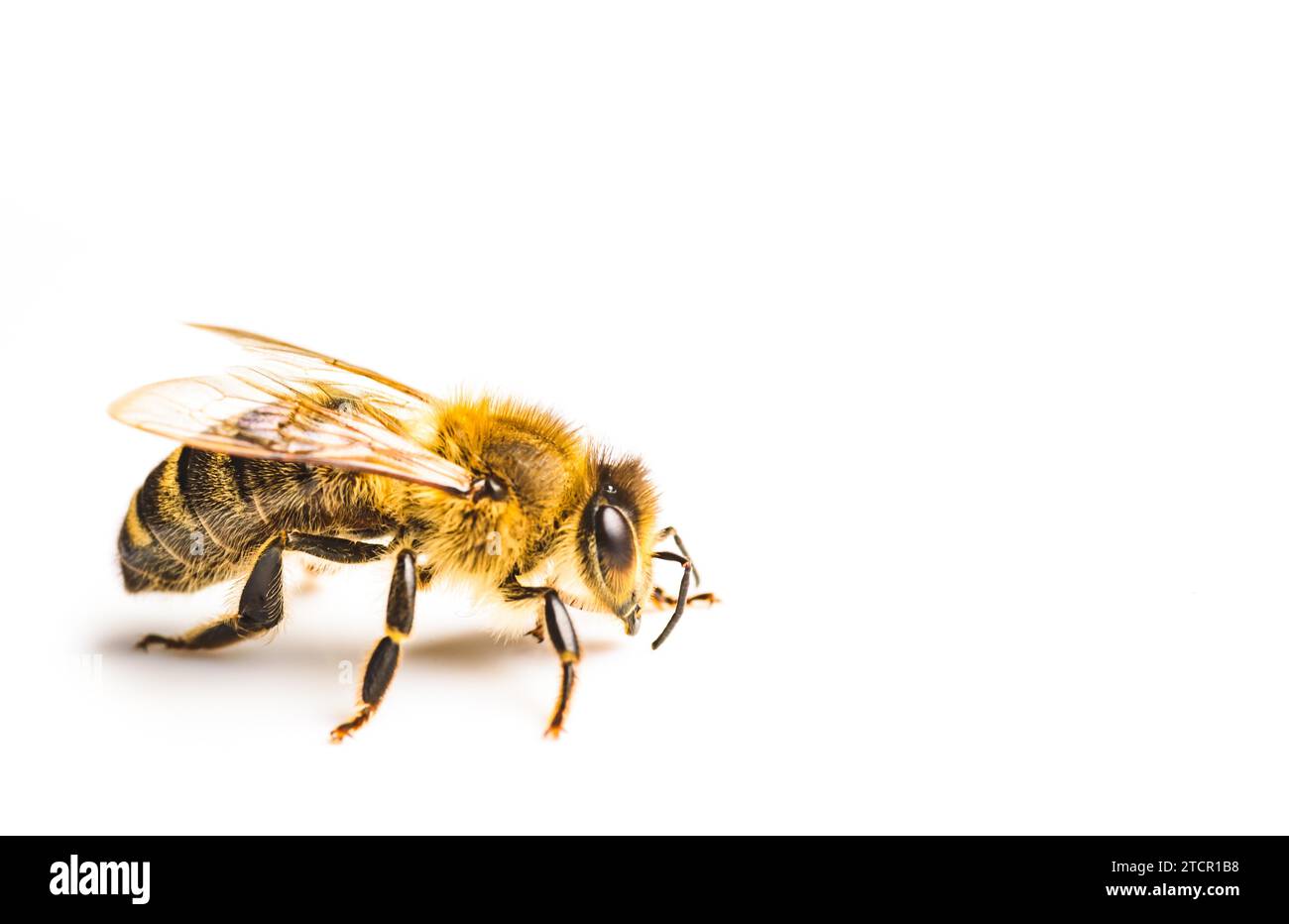 Il miele delle api macro, isolati su sfondo bianco. Concetto di api. Copia spazio sulla destra Foto Stock