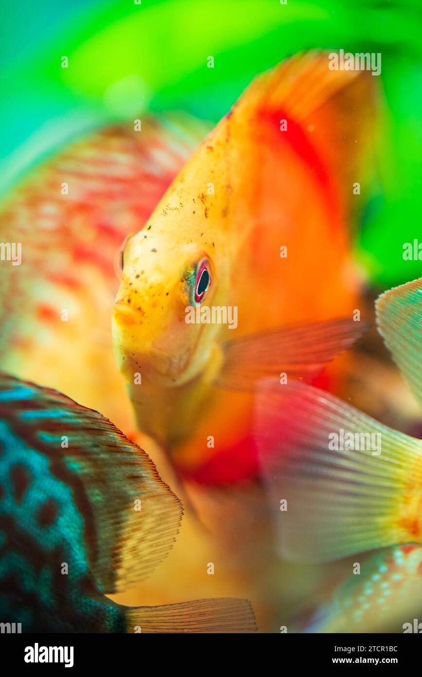 Ritratto di un pesce disco tropicale rosso arancio (Symphysodon) in un acquario. Sfondo di messa a fuoco selettiva Foto Stock