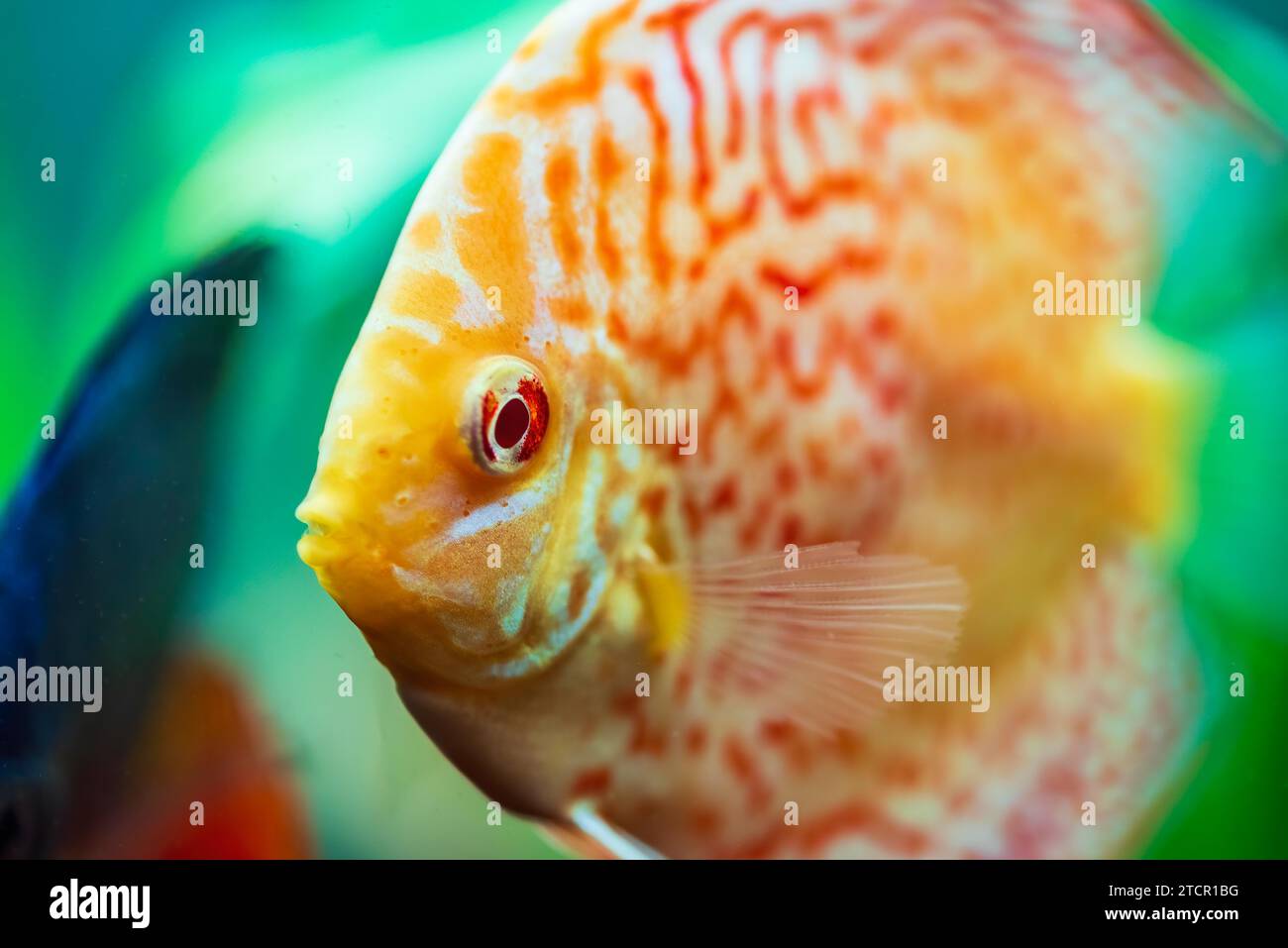 Pesci colorati delle spieci discus (Symphysodon) in acquario. Primo piano, messa a fuoco selettiva Foto Stock