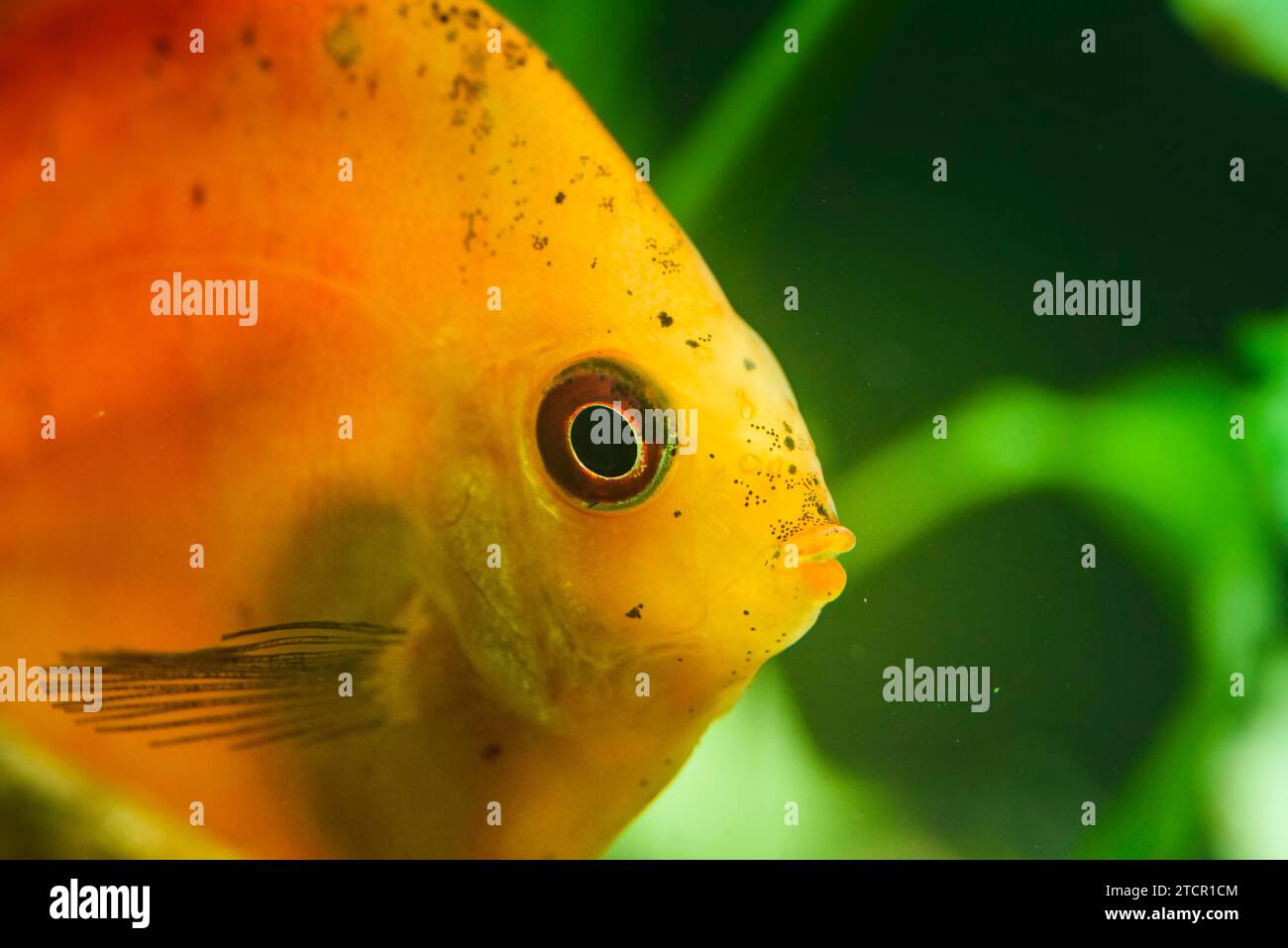Ritratto di un pesce disco tropicale rosso arancio (Symphysodon) in un acquario. Sfondo di messa a fuoco selettiva Foto Stock
