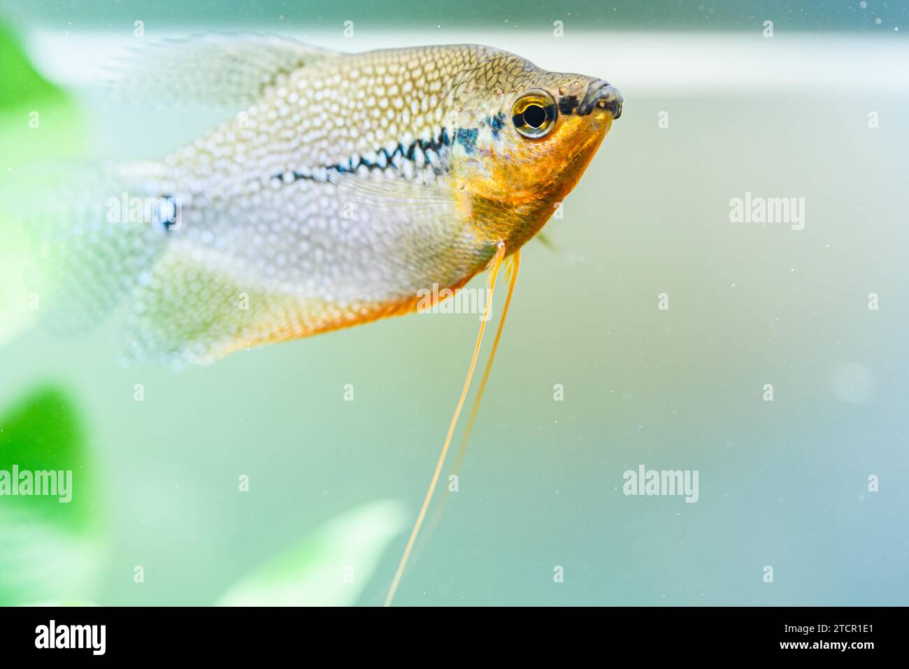 Perla gourami (Trichopodus leerii) pesci d'acquario d'acqua dolce in acquario. Concetto Aquaria. Messa a fuoco selettiva Foto Stock