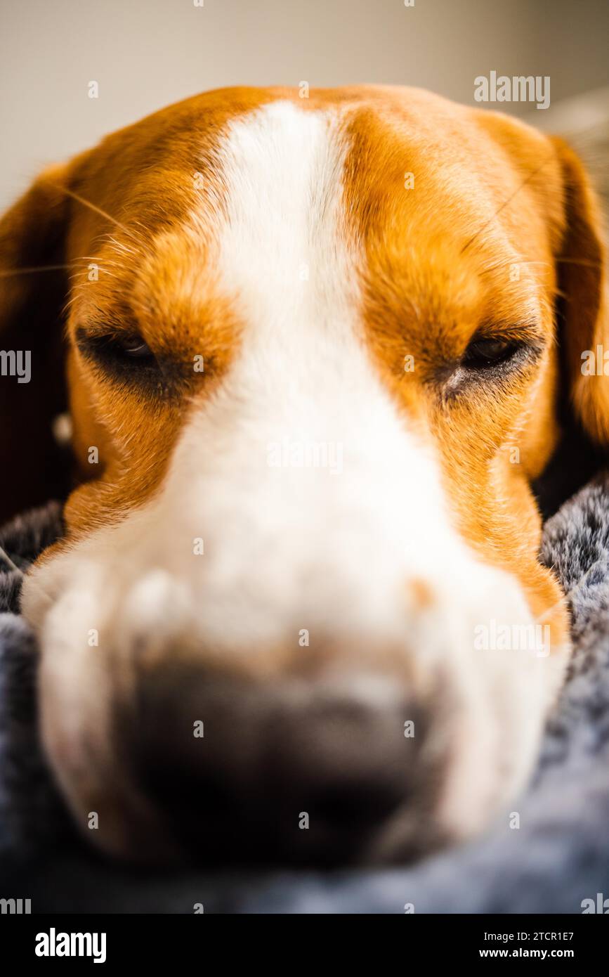 Cane Beagle posa su una coperta su un lettino. Guardando triste o malati. Stanco cane Foto Stock