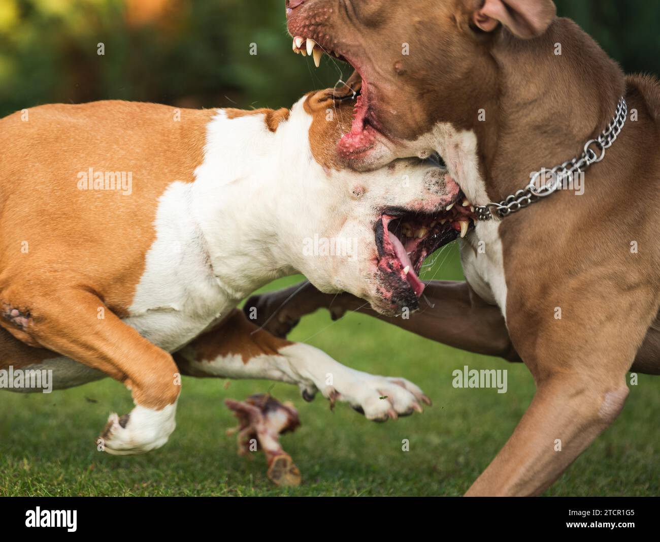 Due cani amstaff terrier lotta sul cibo. Comportamento aggressivo del cane giovane e vecchio. Tema canino Foto Stock