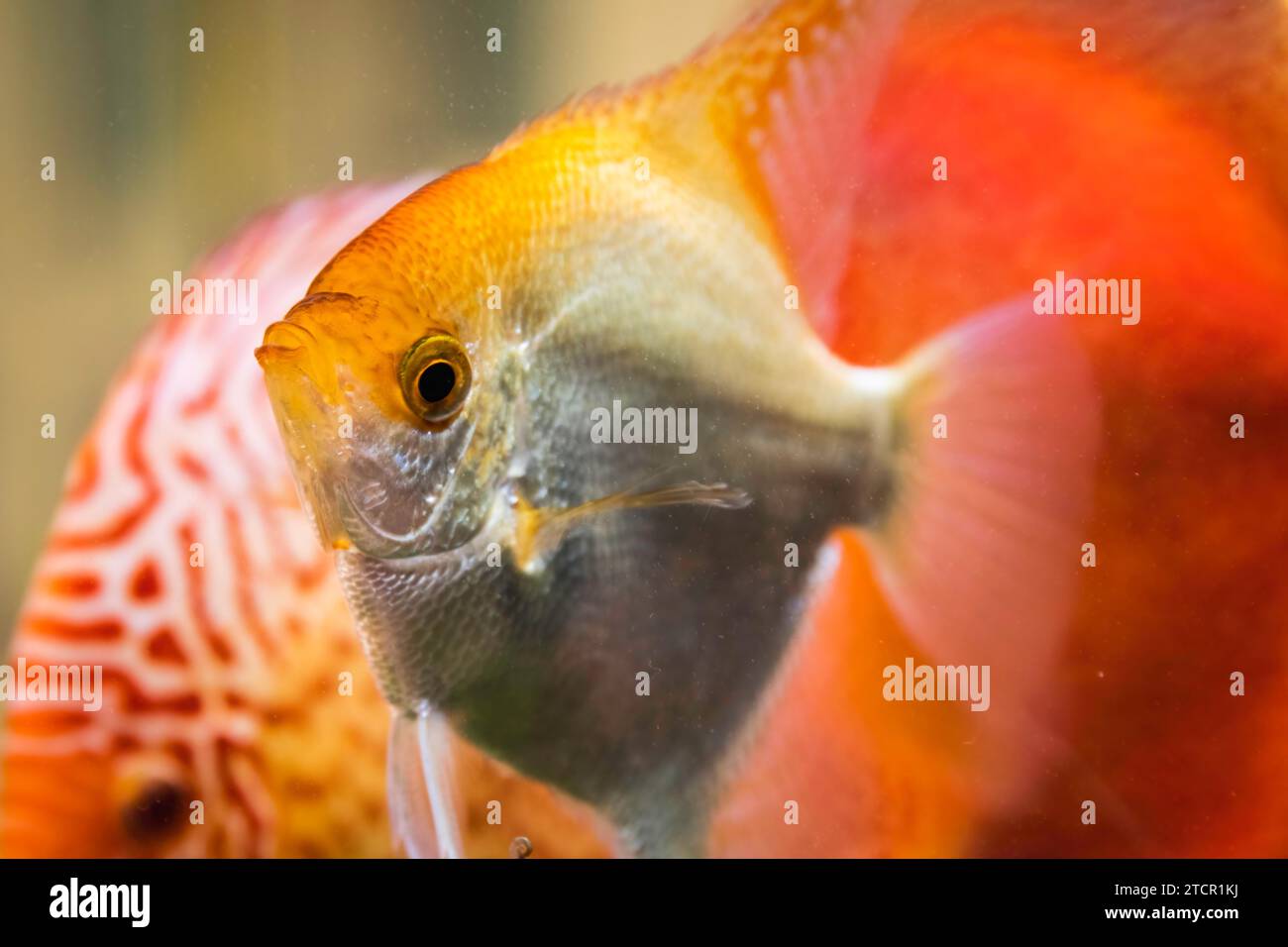 Oro Pterophyllum scalare in acqua aqarium, giallo angelfish Foto Stock