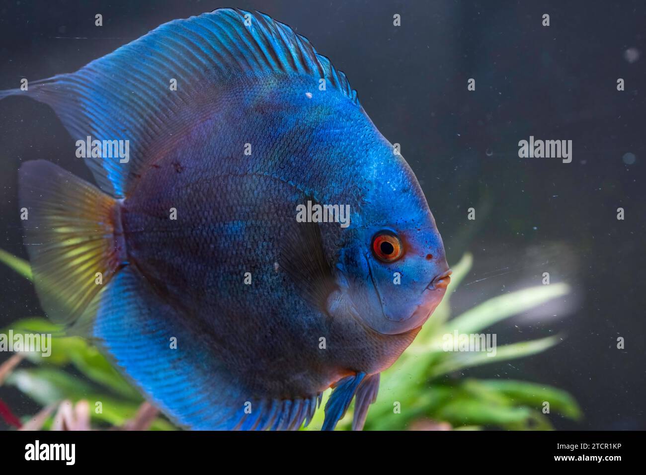 Pesce azzurro proveniente dalle spieci discus (Symphysodon) in acquario. Concetto di acquari d'acqua dolce Foto Stock