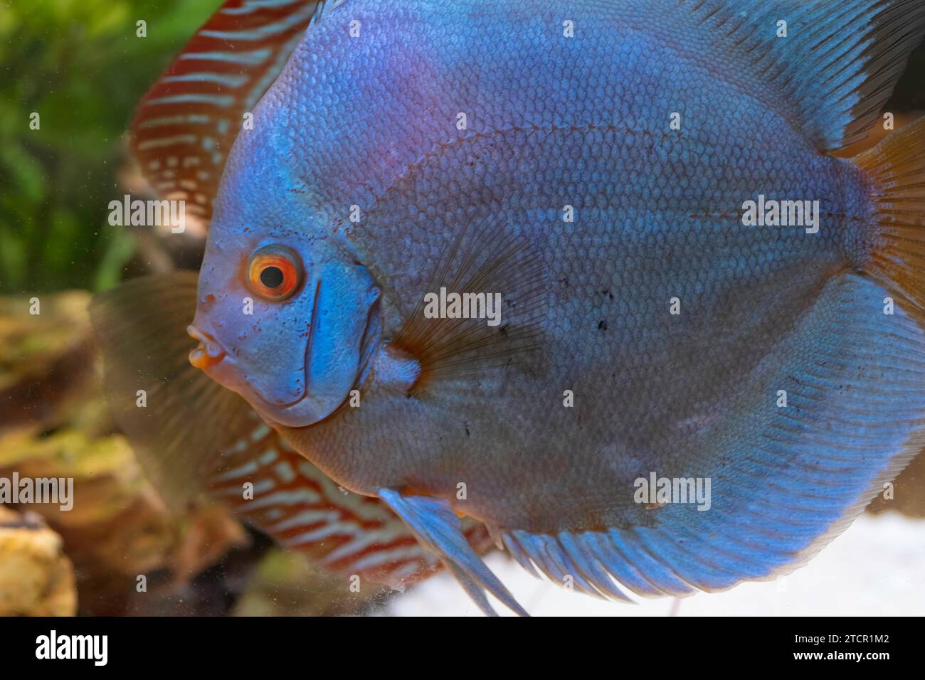 Pesce azzurro proveniente dalle spieci discus (Symphysodon) in acquario. Concetto di acquari d'acqua dolce Foto Stock
