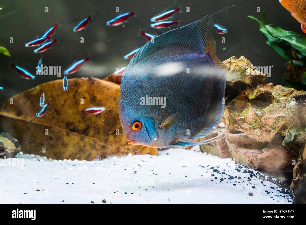 Pesci delle spieci discus (Symphysodon) in acquario. Concetto di acquari d'acqua dolce Foto Stock