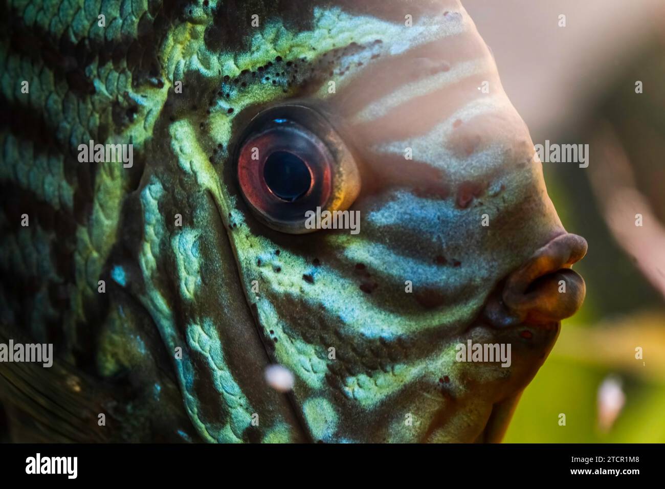Pesci delle spieci discus (Symphysodon) in acquario. Concetto di acquari d'acqua dolce Foto Stock