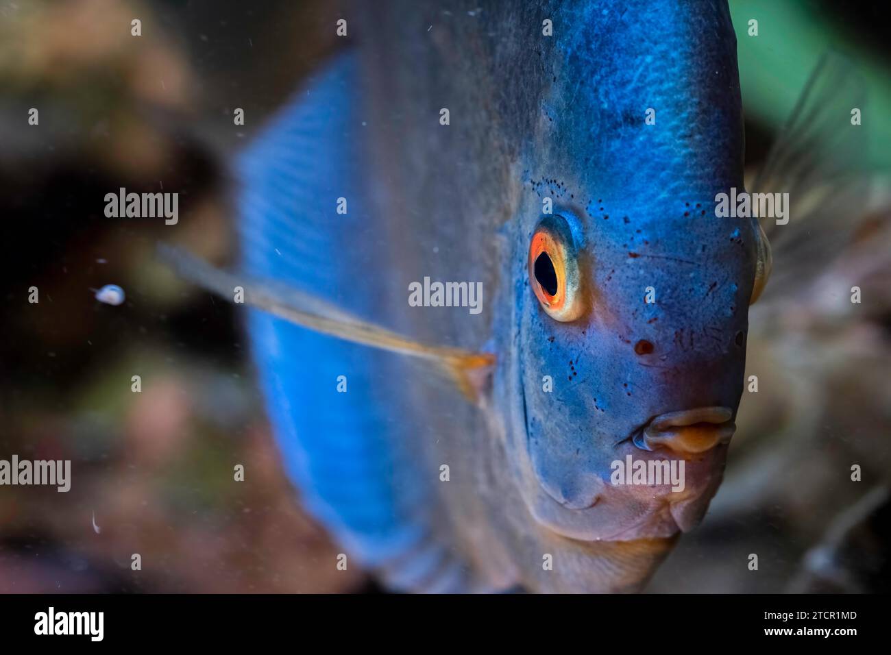 Pesce azzurro proveniente dalle spieci discus (Symphysodon) in acquario. Concetto di acquari d'acqua dolce Foto Stock