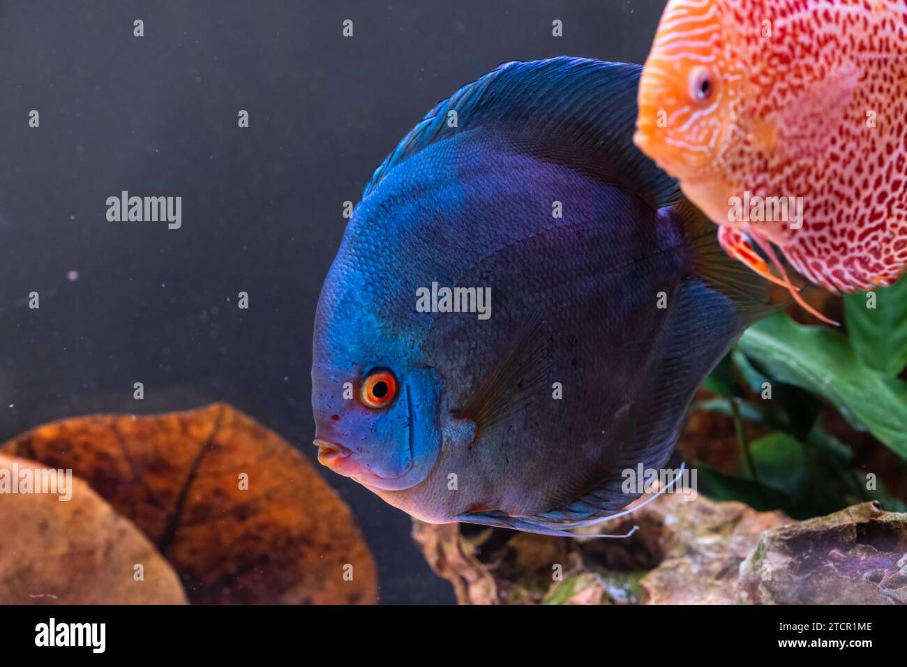 Pesce azzurro proveniente dalle spieci discus (Symphysodon) in acquario. Concetto di acquari d'acqua dolce Foto Stock