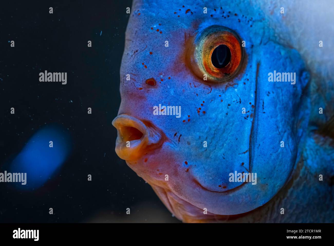 Pesce azzurro proveniente dalle spieci discus (Symphysodon) in acquario. Concetto di acquari d'acqua dolce Foto Stock